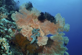 Giant fan coral (Annella mollis) in different colours in blue water. Dive site Coral Garden,