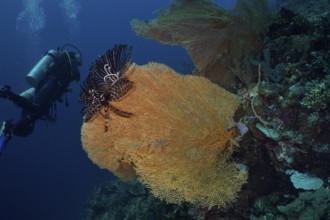 Diver exploring a giant fan coral (Annella mollis) underwater. Dive site Coral Garden, Menjangan,
