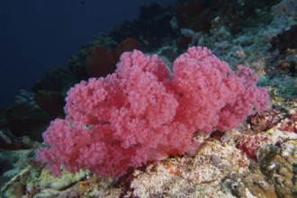 Lush pink coral formation on the seabed. Dive site SD, Nusa Ceningan, Nusa Penida, Bali, Indonesia