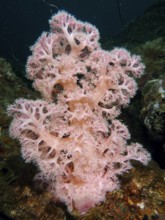Outstanding pink tree coral (Dendronephthya) in a natural underwater environment. Dive site Magic