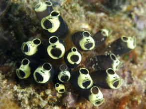 Black-yellow tubular robust sea squirt, club sea squirt (Clavelina robusta), on a reef. Dive site