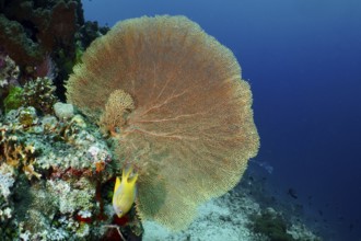 Dominant giant fan coral (Annella mollis) protrudes from an underwater rock. Dive site Coral