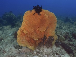 Large orange giant fan coral (Annella mollis) in the seascape. Dive site Magic Forest, Penyapangan,