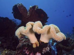Underwater photo of mushroom leather coral (Sarcophyton glaucum) in a calm sea depth. Dive site