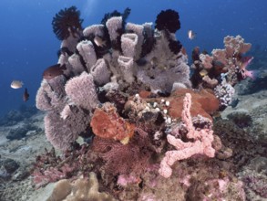 Various pink and purple-coloured specimens of spiny tube sponge (Callyspongia (Cladochalina)