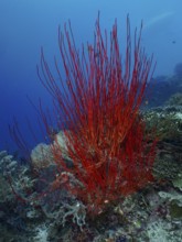 Red bush gorgonian (Ellisella ceratophyta) towering in front of a blue seabed. Dive site Coral