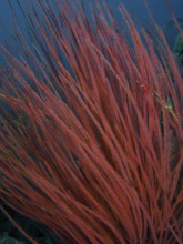 Dense shrub gorgonian (Ellisella ceratophyta), close-up under water. Dive site Spice Reef,