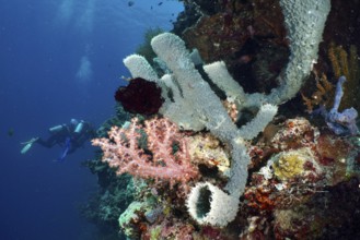 Diver next to colourful corals and spiny tube sponge (Callyspongia (Cladochalina) aerizusa) on the