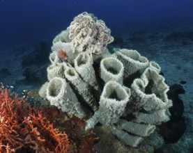 Large spiny tube sponge (Callyspongia (Cladochalina) aerizusa) on the seabed. Dive site Prapat,
