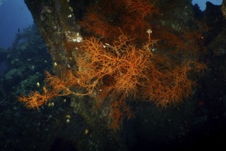 Dark background with orange coloured Black coral (Antipathes dichotoma) . Dive site wreck of the