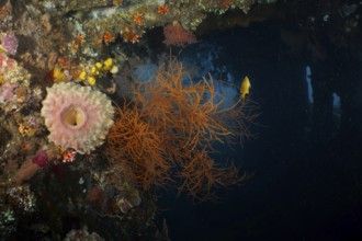 Orange Black coral (Antipathes dichotoma) in contrast to the dark underwater environment. Dive site