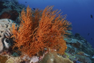 A bright orange Black coral (Antipathes dichotoma) can be seen in the lively coral reef. Dive site