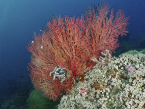 Beautiful red knotted fan (Melithaea ochracea) stretches over a rocky reef. Dive site Pidada,