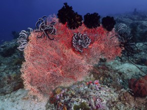 Red knotted fan (Melithaea ochracea) with black feather stars on the seabed. Dive site Close