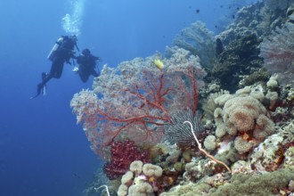 Two divers explore a vibrant coral reef full of colourful corals, including red knot fans
