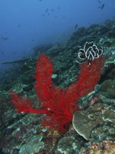 Red knotted fan (Melithaea ochracea) rises up in the deep ocean. Dive site Toyapakeh, Nusa