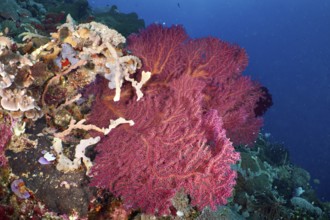 Red knotted fan (Melithaea ochracea) in a colourful underwater landscape. Dive site SD, Nusa