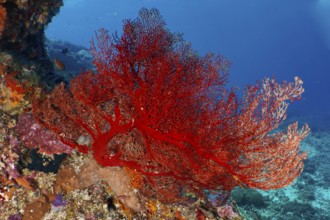 A lush red knotted fan (Melithaea ochracea) forms a lively contrast to the seabed. Dive site