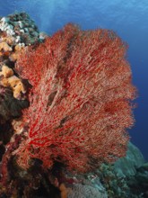 A large red knotted fan (Melithaea ochracea) spreads out in the clear blue water. Dive site SD,
