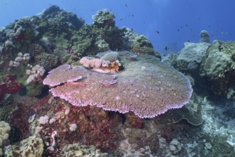 Diverse underwater reef with table coral (Acropora hyacinthus) . Dive site Toyapakeh, Nusa