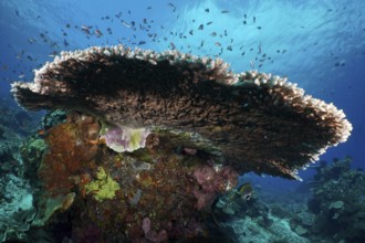 Hyacinth Table Coral (Acropora hyacinthus) in the sea surrounded by smaller fish. Dive site SD,