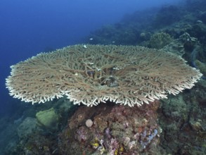 Hyacinth Table Coral (Acropora hyacinthus) presents itself on an underwater rock. Dive site Spice