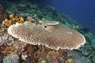 Hyacinth Table Coral (Acropora hyacinthus) with surrounding corals in a colourful reef. Dive site