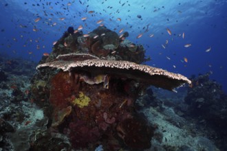 Lively underwater reef with table coral (Acropora hyacinthus) and colourful fish against a blue