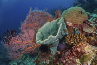 Varied colourful corals and spiny tube sponge (Callyspongia (Cladochalina) aerizusa) on a lively