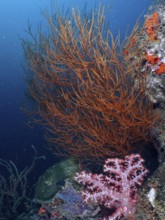 Colourful coral reef with Black coral (Antipathes dichotoma) and blue background in the sea. Dive