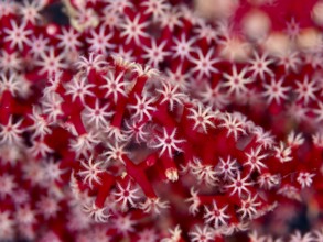 Delicate red and white star-shaped polyps of red knot fan (Melithaea ochracea) at close range. Dive