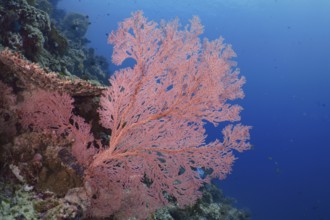 Red knotted fan (Melithaea ochracea) stands out against the shimmering blue water. Dive site Coral