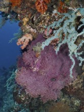 Red knotted fan (Melithaea ochracea) in the middle of a colourful coral reef. Dive site Coral