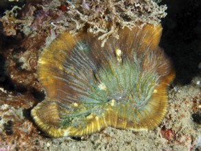 Detailed view of a bulging coral (Open brain coral) on the seabed. Dive site Prapat, Penyapangan,