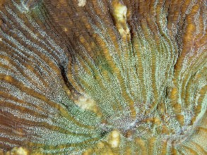 Close-up of the complex patterns of a bulging coral (Open brain coral), stony coral. Dive site