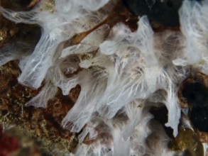 Detailed view of white sponge (Petromica massalis), sea sponge. Dive site Prapat, Penyapangan,