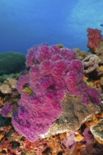 Intensely coloured violet ray sponge (Chalinula nematifera) in a marine environment. Dive site SD,