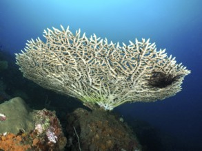 Elegant table coral (Acropora hyacinthus) in blue sea water. Dive site Spice Reef, Penyapangan,