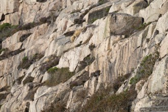 Bohus granite and vegetation, rocky coast, Ramsvik, Naturreservat Ramsviklandet, Bohuslän,