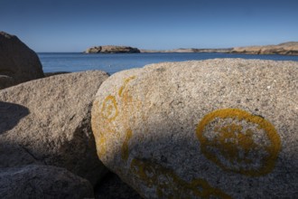 Glebe lichen on Bohus granite, rocky coast, Ramsvik, Naturreservat Ramsviklandet, Bohuslän,
