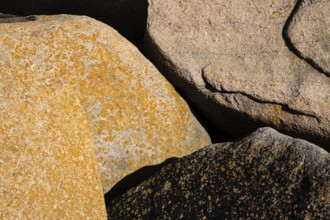 Bohus granite with yellow lichen, rocky coast, Ramsvik, Naturreservat Ramsviklandet, Bohuslän,