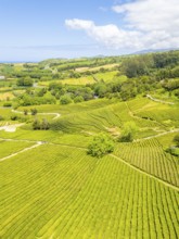 Tea Plantation. Lush Green Terraces. Azores, Sao Miguel Island. Portugal. Aerial Drone Shot