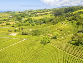 Tea Plantation. Lush Green Terraces. Azores, Sao Miguel Island. Portugal. Aerial Drone Shot