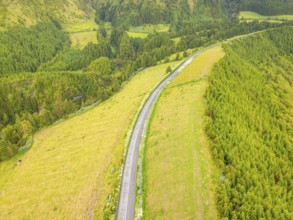 Road with Hydrangeas. Green Fields, Pasturelands, Forest, Hills. Azores, Sao Miguel Island Portugal