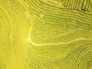 Tea Plantation. Lush Green Terraces on Sunny Day. Azores, Sao Miguel Island. Portugal. Aerial