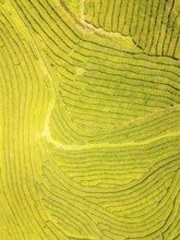 Tea Plantation. Lush Green Terraces on Sunny Day. Azores, Sao Miguel Island. Portugal. Aerial