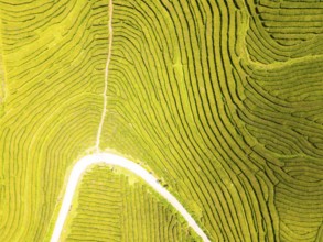 Tea Plantation. Lush Green Terraces. Azores, Sao Miguel Island. Portugal. Aerial Top-Down Overhead