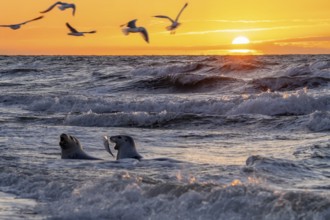 Sunset with waves Seals and seagulls Beach Rerik Baltic Sea Seals built in