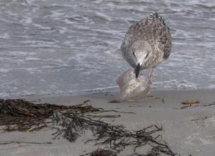 Seagull on the beach with plaice