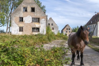 Abandoned military site with horses Wustrow peninsula Baltic Sea Germany